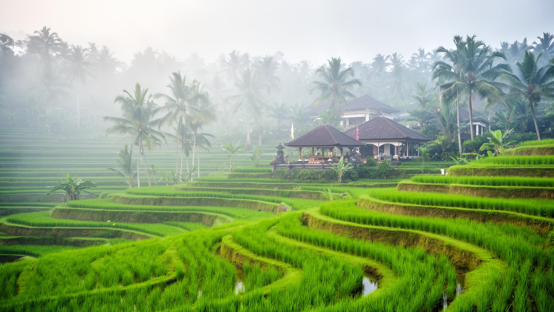 Ubud rijstterrassen bij ochtendmist met traditionele Balinese paviljoens